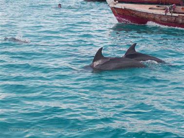 Swimming with dolphins, Zanzibar, DSC07865b